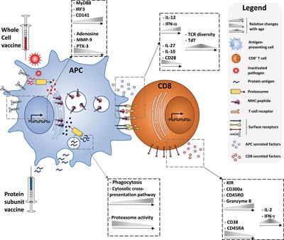 Vaccine-Induced CD8+ T Cell Responses in Children: A Review of Age-Specific Molecular Determinants Contributing to Antigen Cross-Presentation